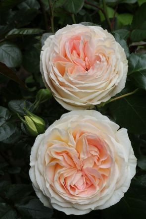 Rosa 'Maria Antoinette'
