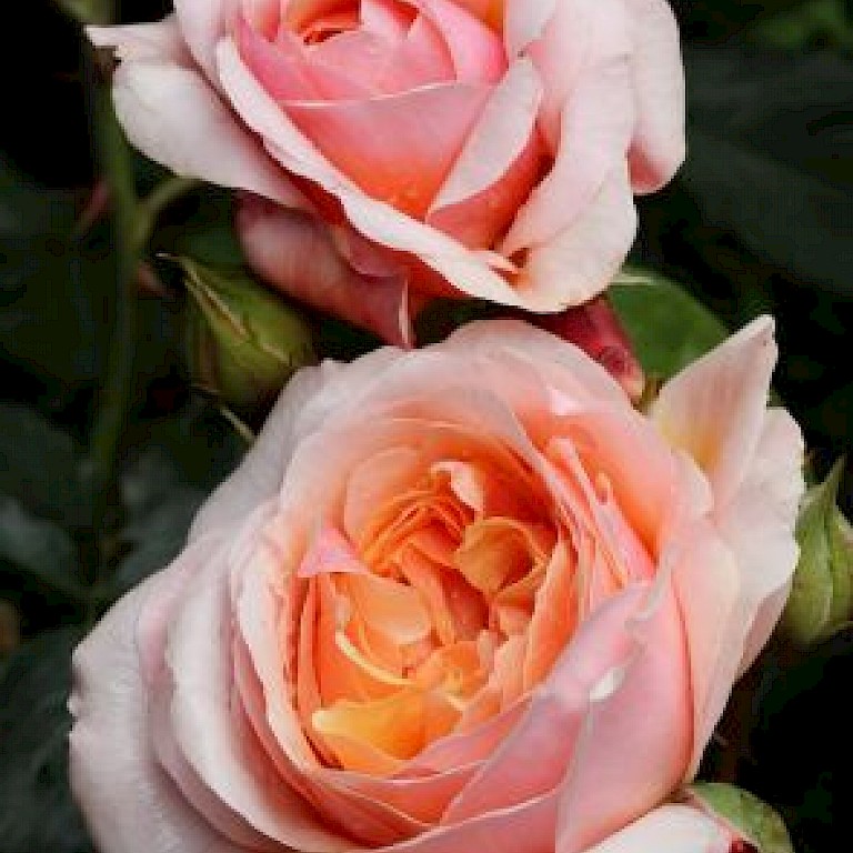 Rosa 'Parfume d' Orleans' ®