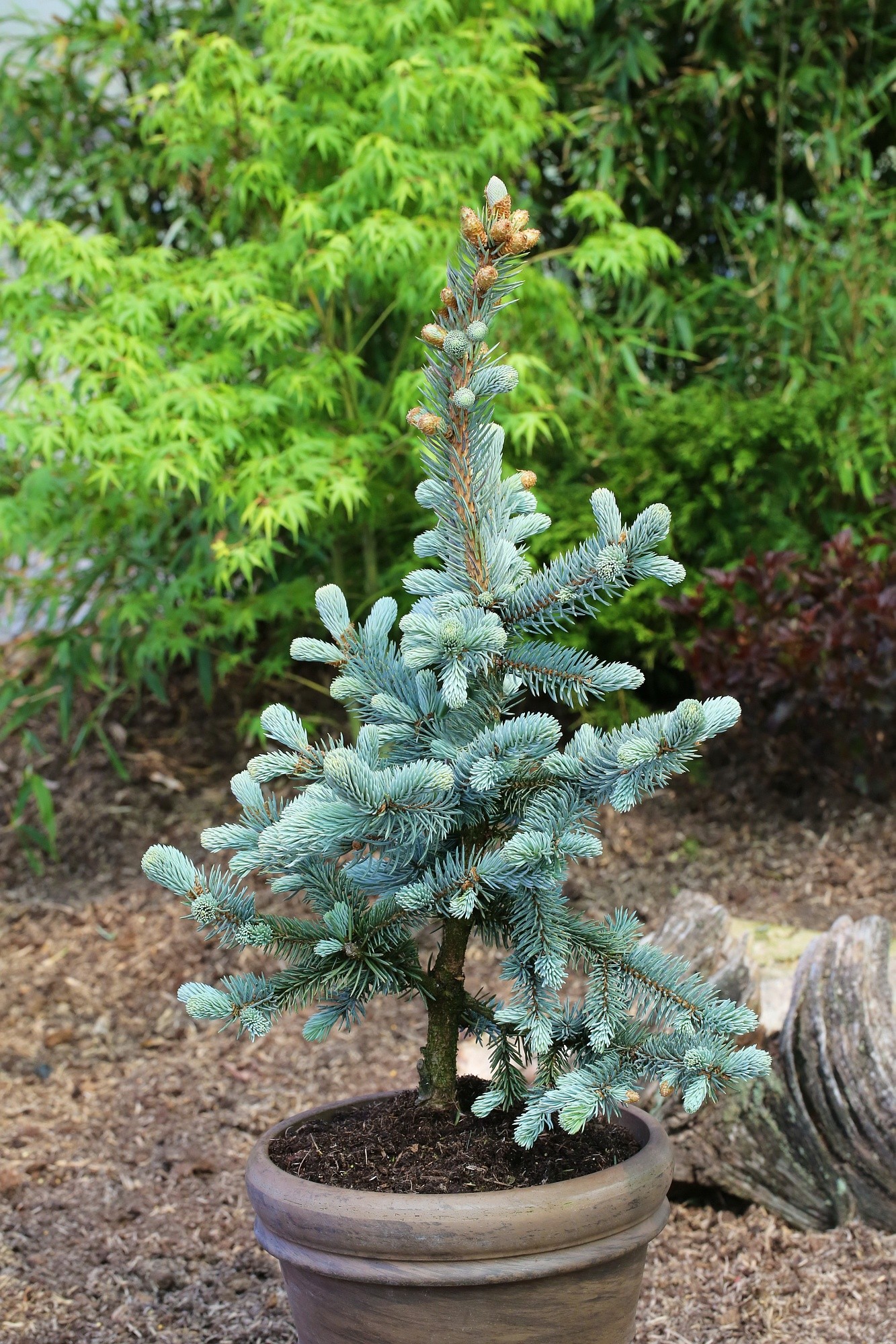 picea pungens hoopsii conifer