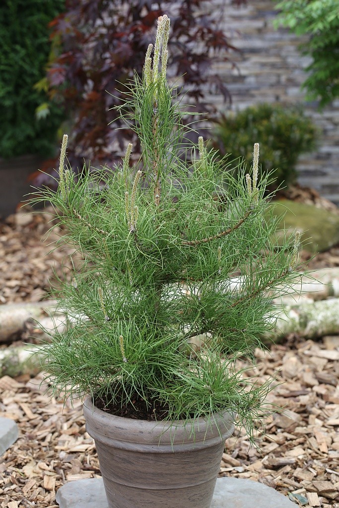 Pinus nigra subsp. nigra (Syn. Pinus nigra var. austriaca, Pinus austriaca   1S1B2104.JPG