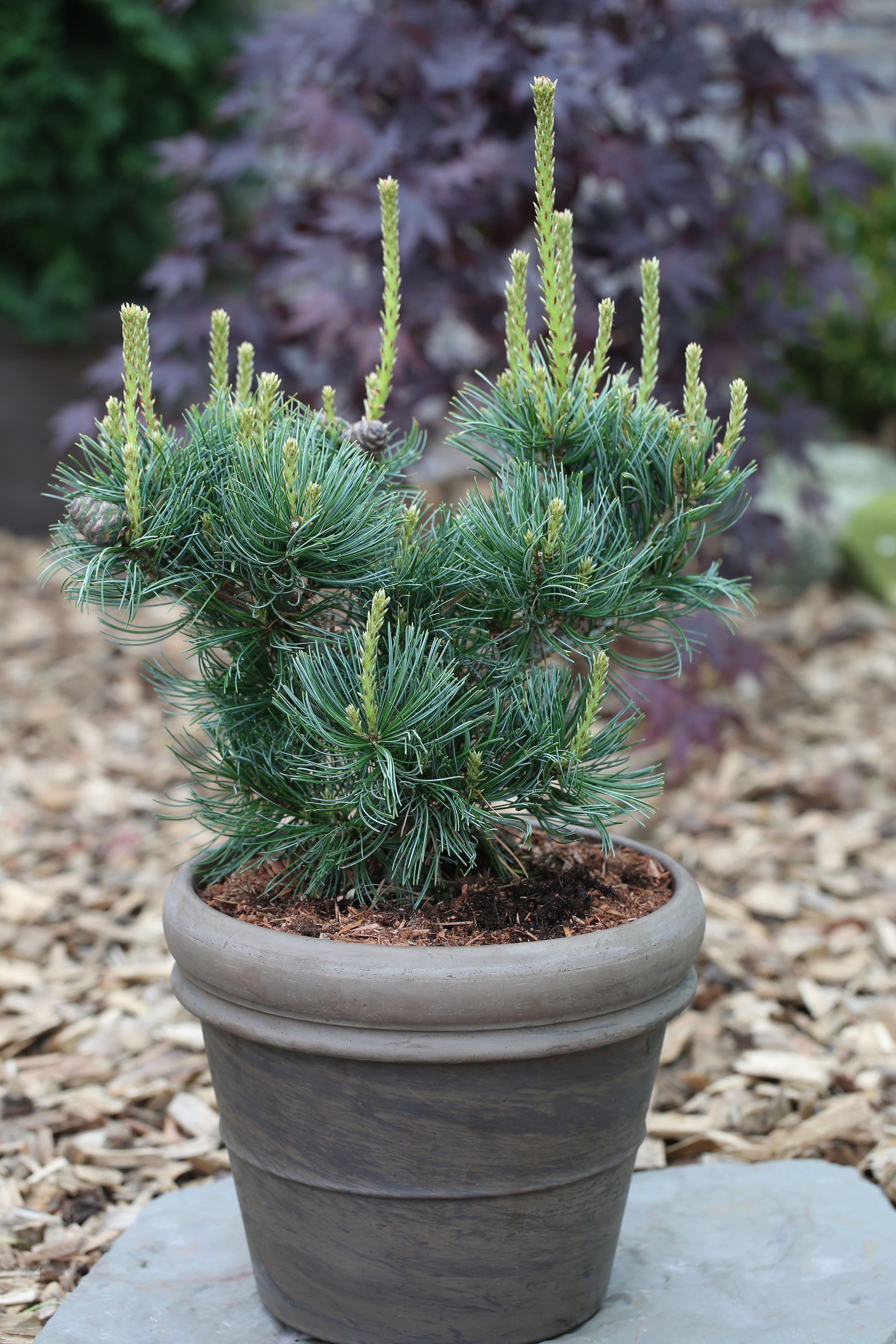 Pinus parviflora 'Schoon's Bonsai'