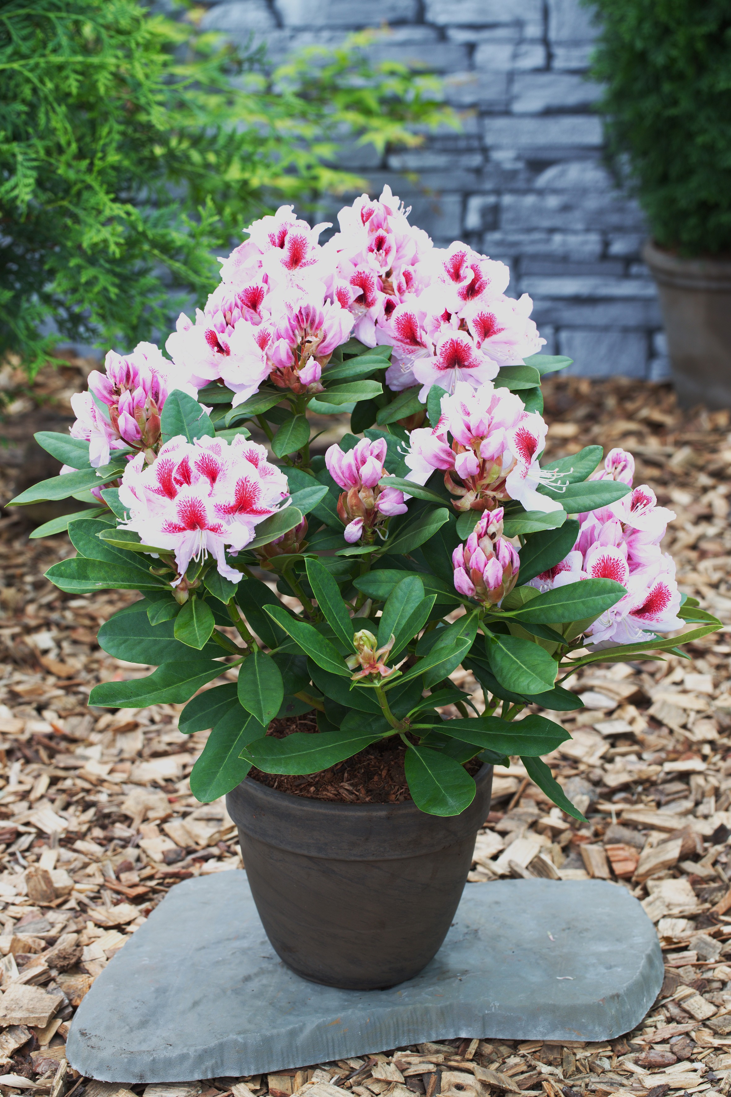 Rhododendron Hybride 'Belami' ®