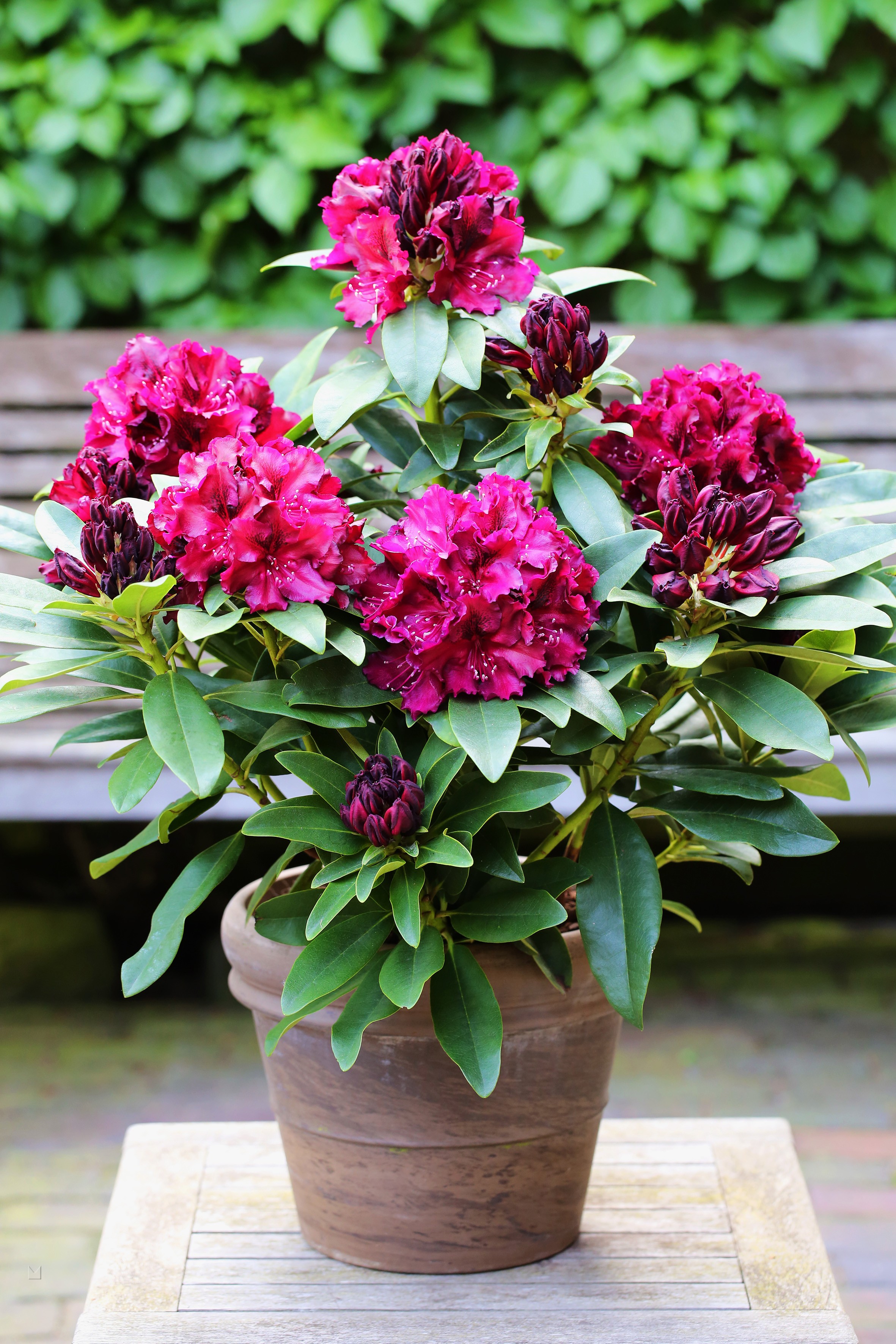Rhododendron Hybride 'Midnight Beauty'