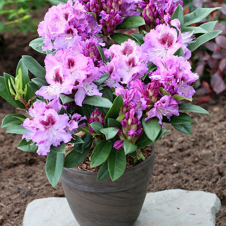 Rhododendron Hybride 'Pfauenauge' ®