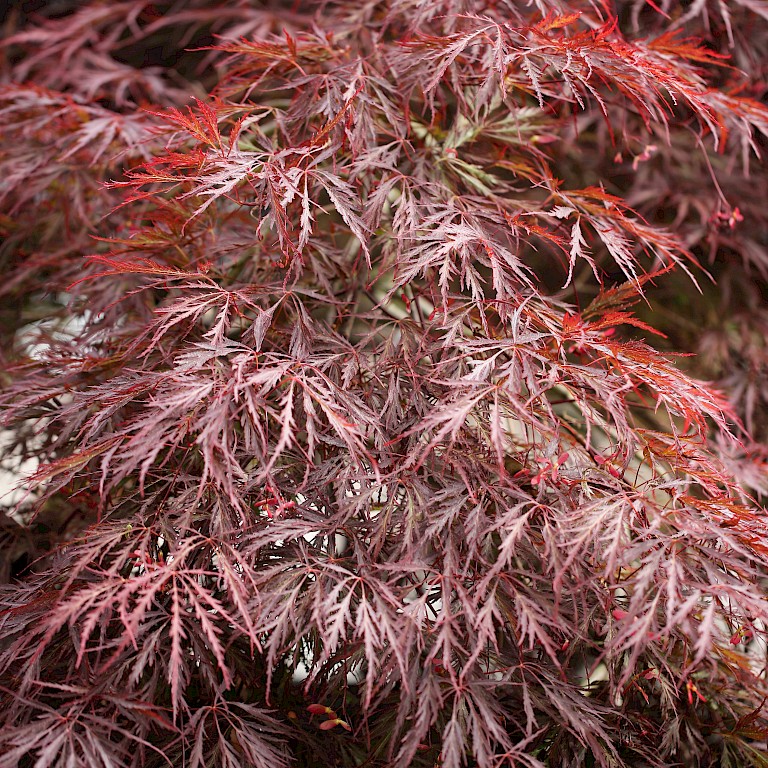 Acer palmatum 'Dissectum Garnet'