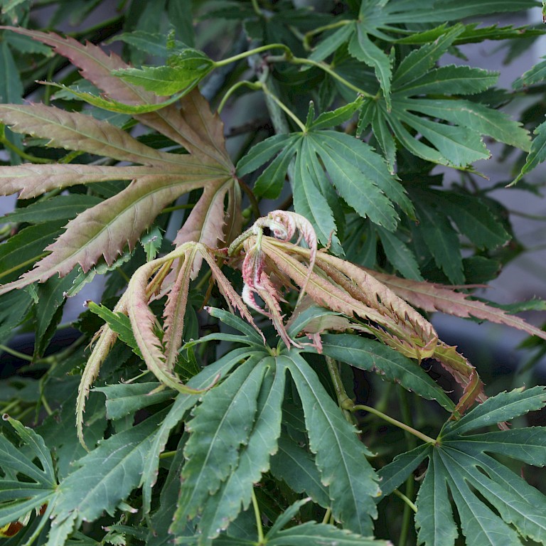 Acer palmatum 'Omuryama'