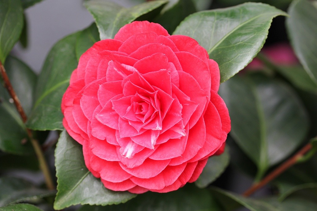 camellia japonica red