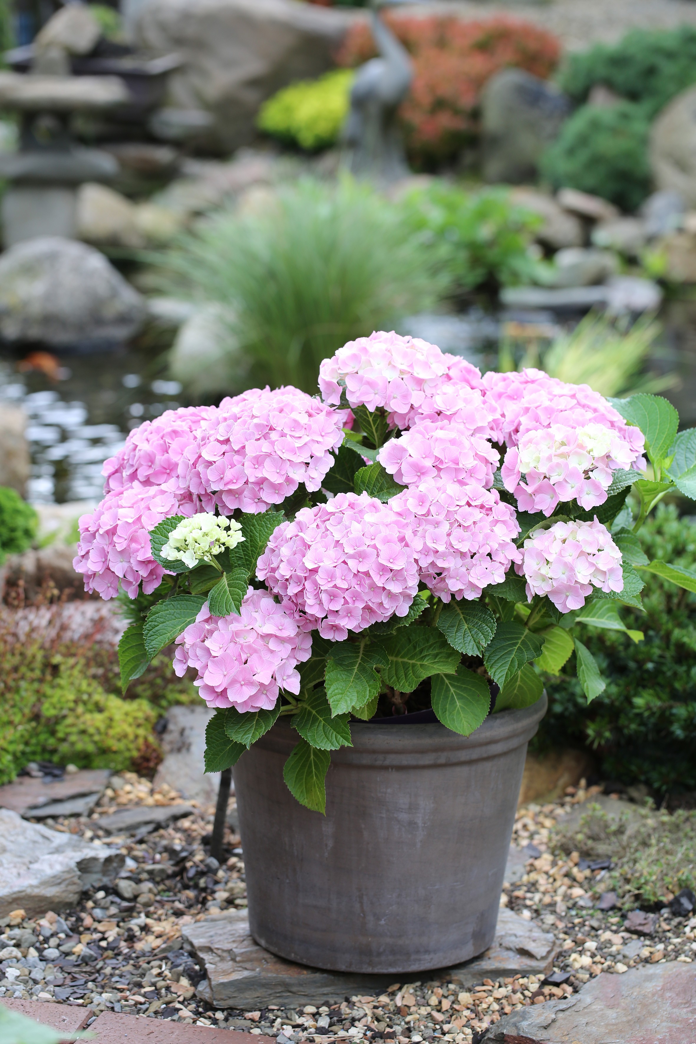 Hydrangea macrophylla 'Forever and Ever Pink' ®