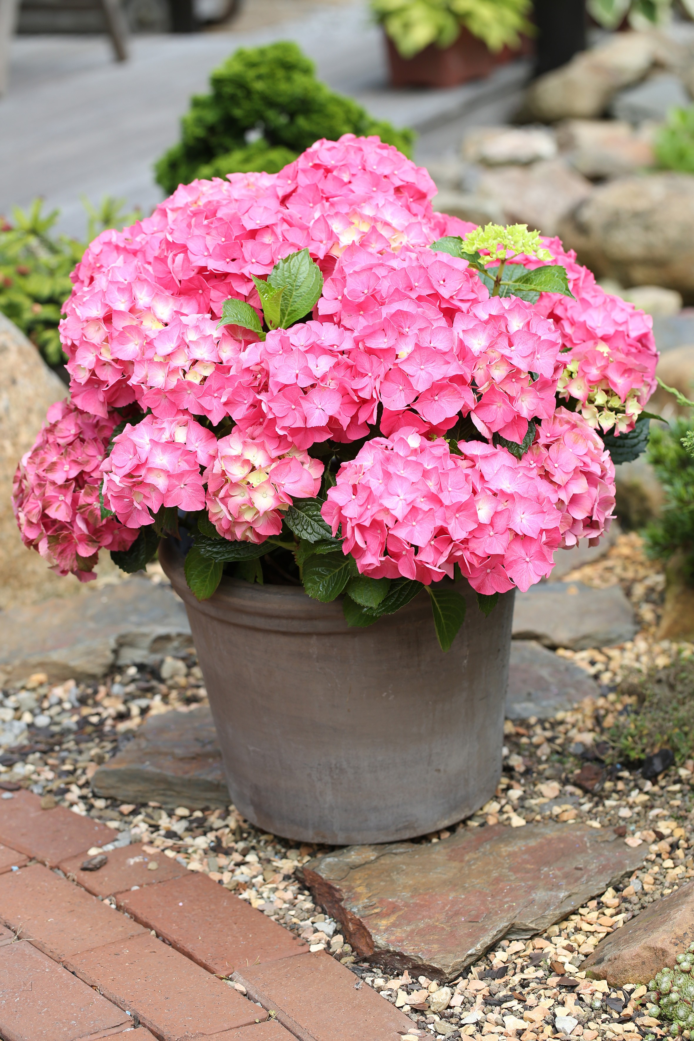 Hydrangea macrophylla 'Forever and Ever Red' ®
