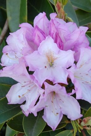 Rhododendron Hybride 'Rosé Duft'