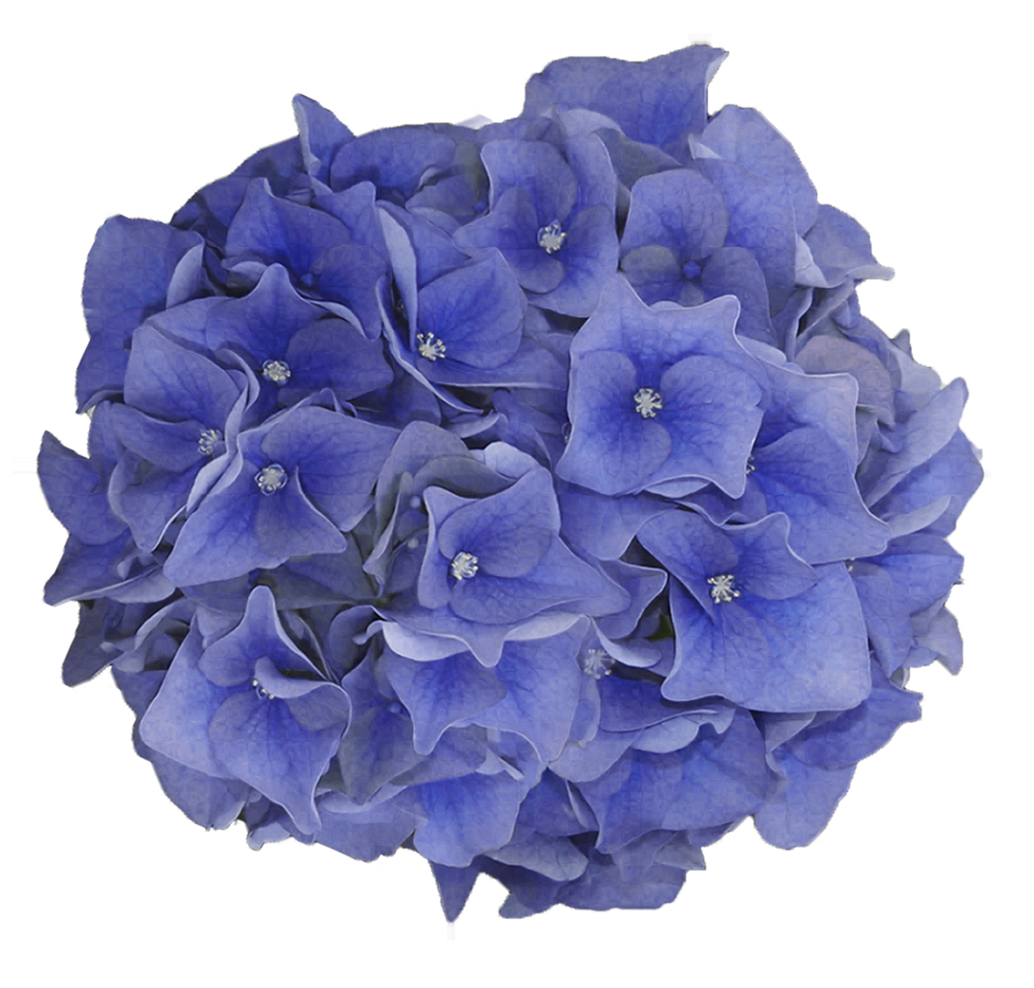 Hydrangea macrophylla Music Collection Blue Boogiewoogie