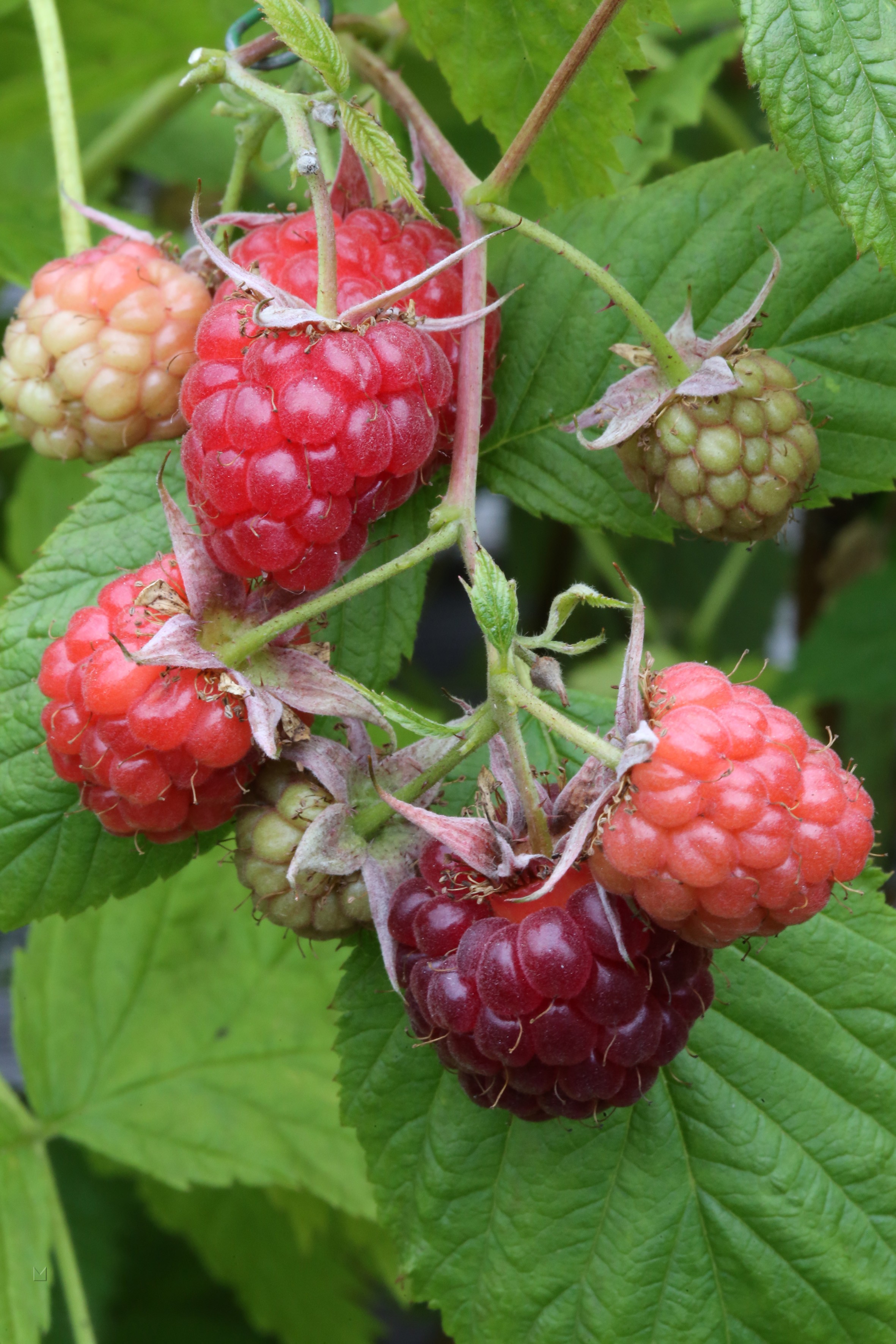 Rubus idaeus 'Glen Ample' ®