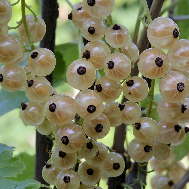 Ribes sativum 'Weiße aus Jüterbog'