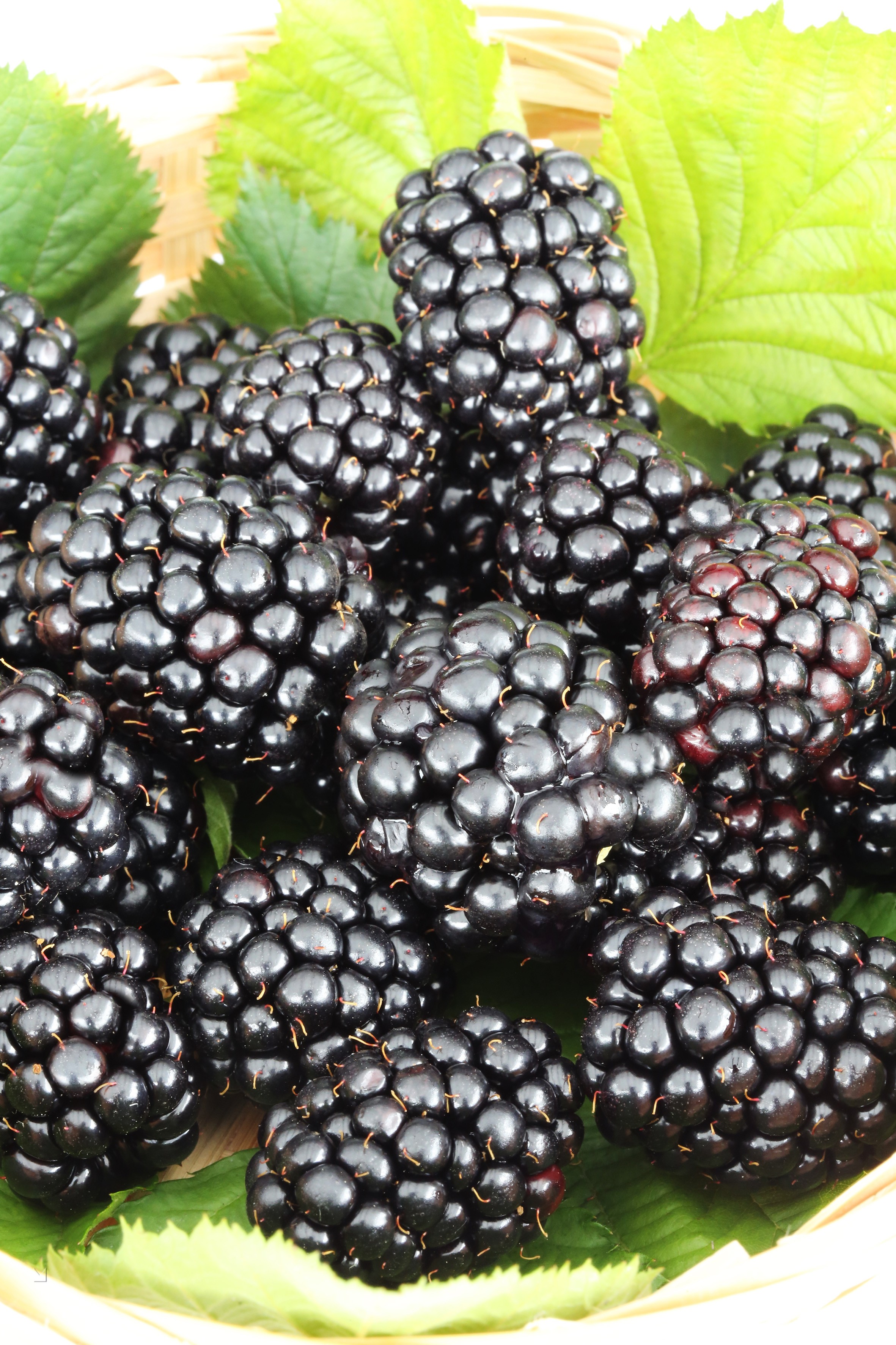 Rubus fruticosus Lowberry® Little Black Prince®