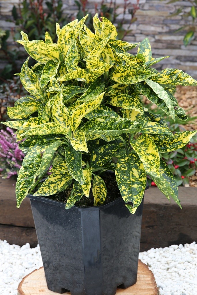 Aucuba japonica 'Crotonifolia Gold'   1S1B7682 b .JPG