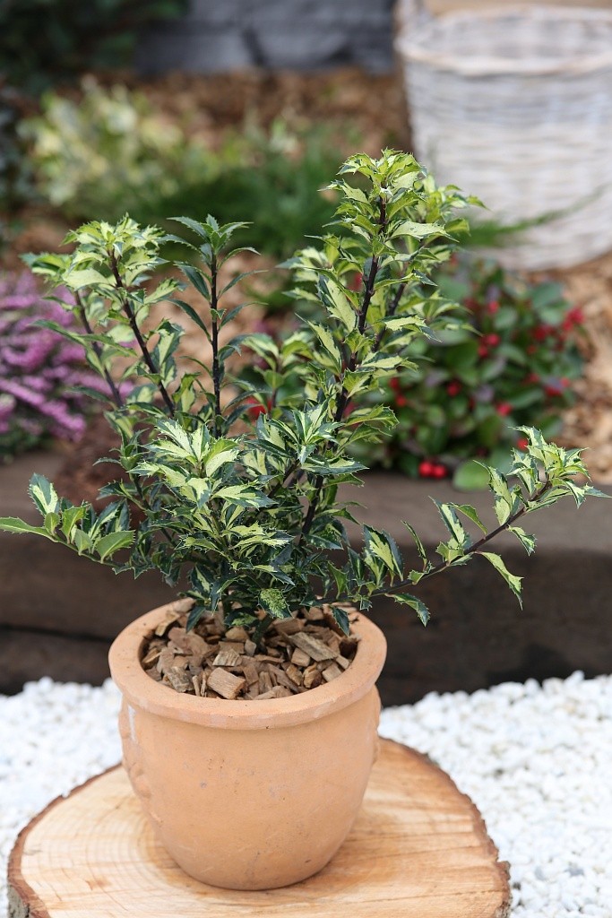 Ilex aquifolium 'White Cream'   1S1B7639 b .JPG