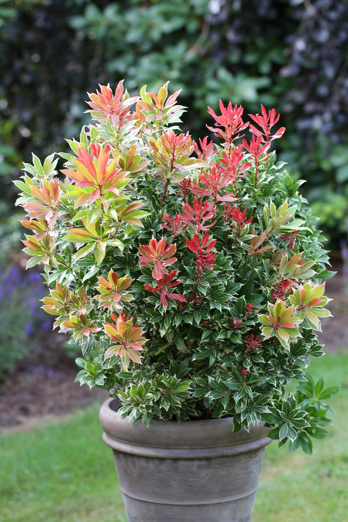 Pieris japonica